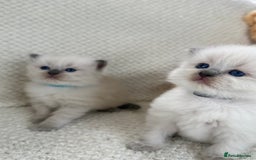Ragdoll cats for sale: Stunning Bluepoint Ragdoll Kittens for sale - Image 19