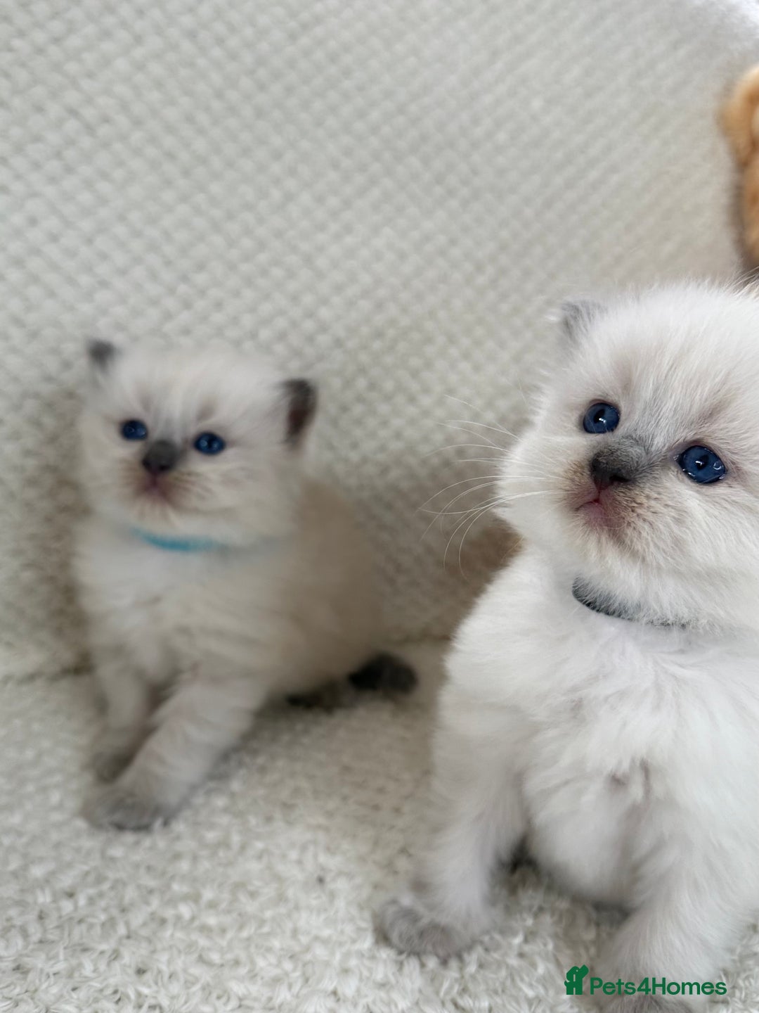 Ragdoll cats for sale: Stunning Bluepoint Ragdoll Kittens for sale - Image 19