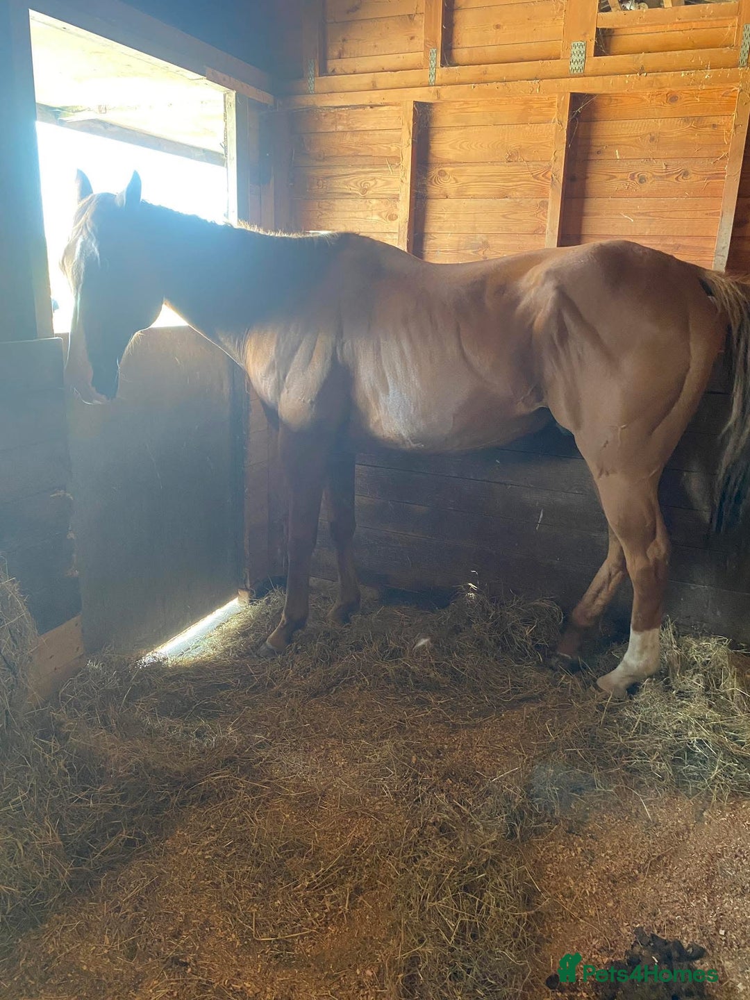 Irish Thoroughbred horses for sale: Tb gelding for sale - Advert 8