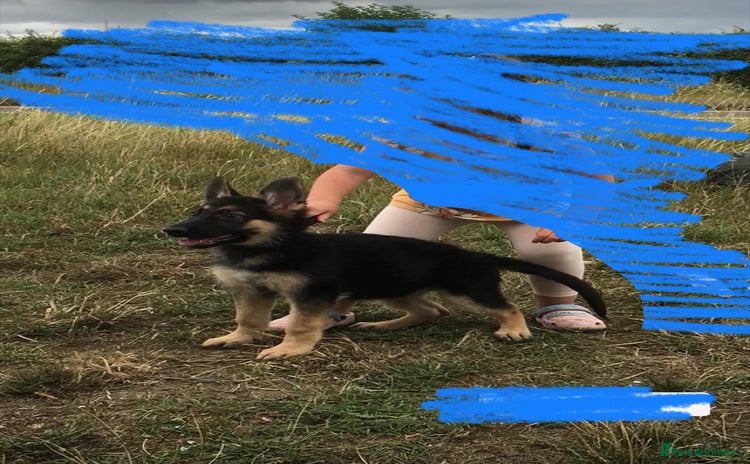 German Shepherd dogs - Advert 1