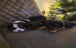 Cavalier King Charles Spaniel dogs for sale: Cavalier King Charles puppies  - Advert 4