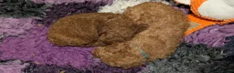 Cavapoo dogs for sale: Stunning extensively health tested Cavapoos in Portsmouth - Advert 13