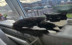 Mixed Breed cats for sale: Faith – Sweet Black & White Girl Needs a Home - Image 1