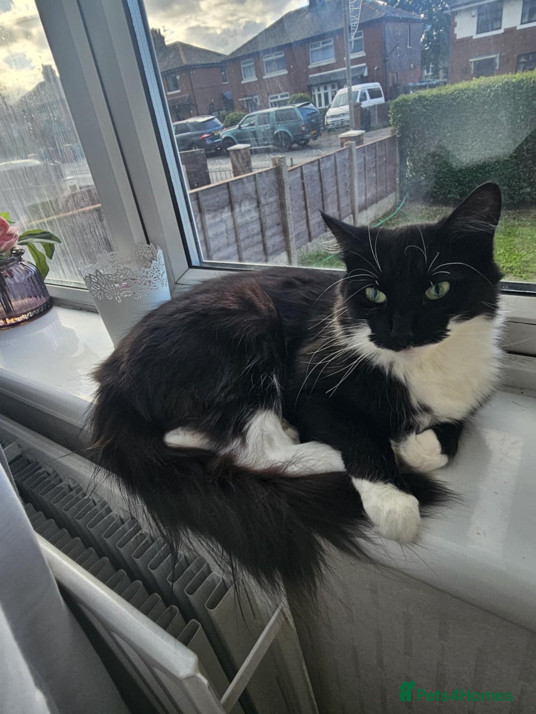Mixed Breed cats for sale: Faith – Sweet Black & White Girl Needs a Home - Image 1
