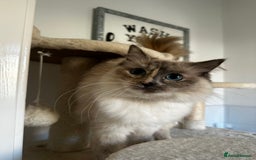 Ragdoll cats for sale: Full breed female rag doll one year and a half - Image 2