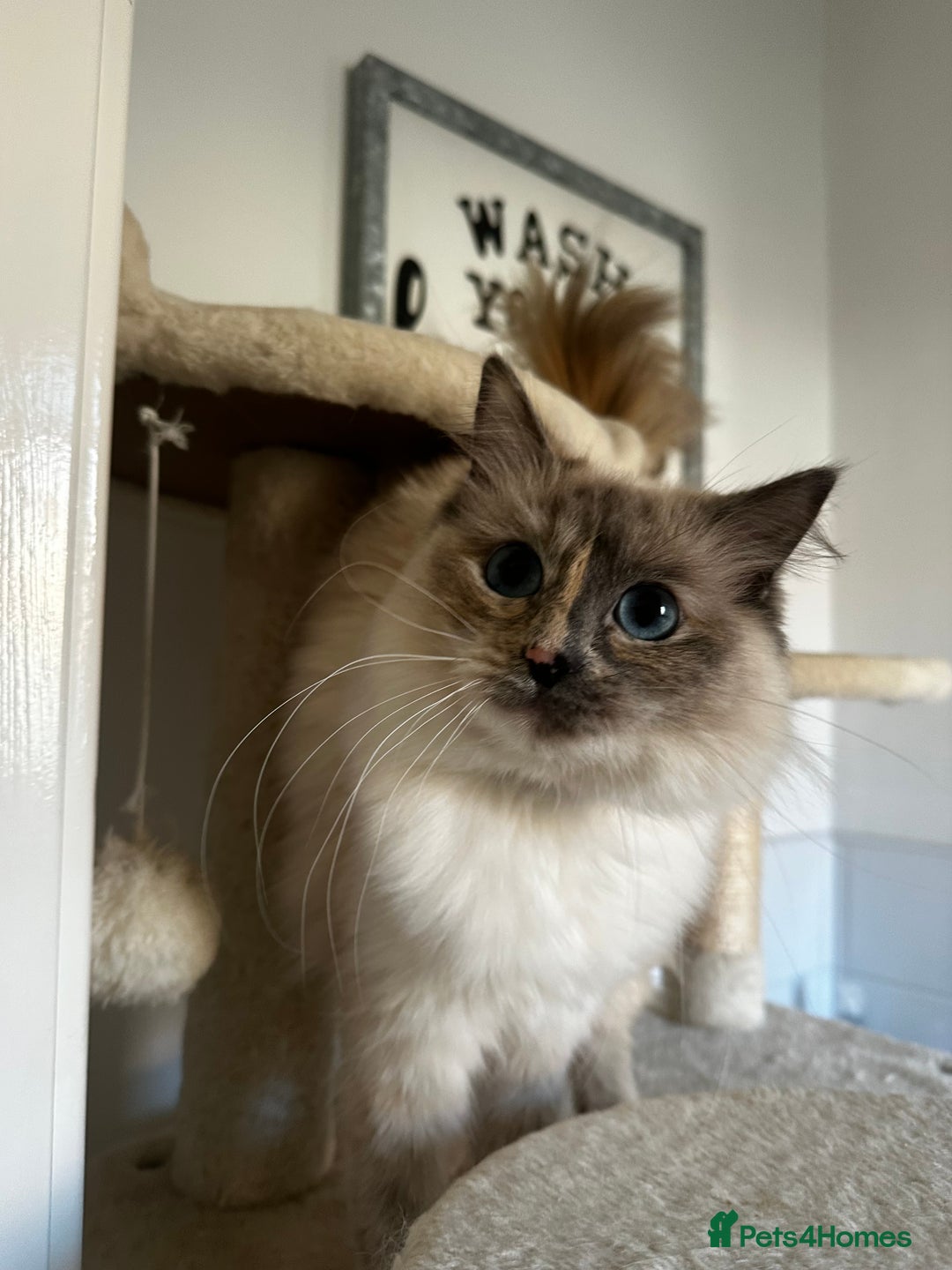 Ragdoll cats for sale: Full breed female rag doll one year and a half - Image 2