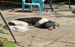 Shih Tzu dogs for sale: Teddy the shihtzu looking for good home  - Image 13