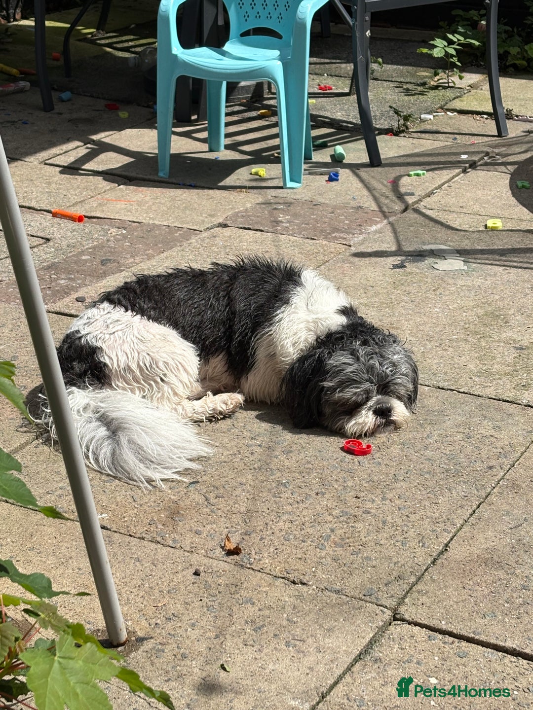 Shih Tzu dogs for sale: Teddy the shihtzu looking for good home  - Image 13