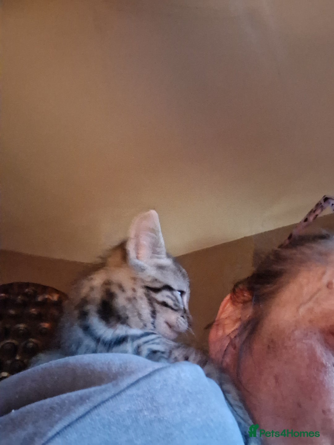 Mixed Breed cats for sale: ⭐️⭐️Stunning Russian Blue X Bengal Kittens ⭐️⭐️⭐️ - Advert 18