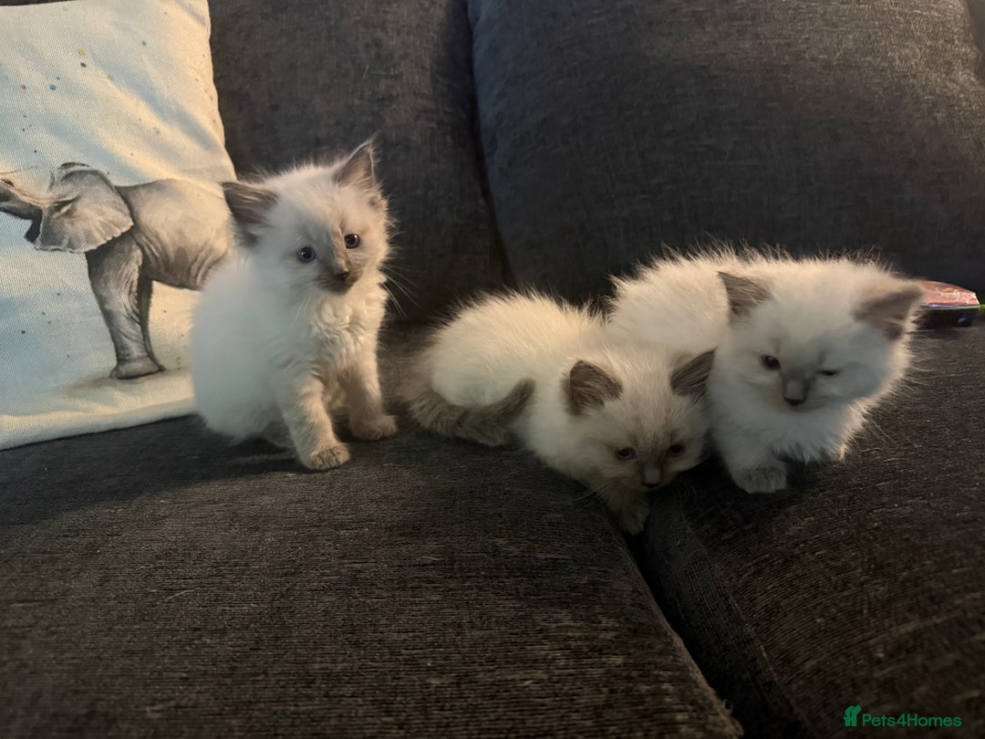 Ragdoll cats for sale: Pure breed - Advert 6