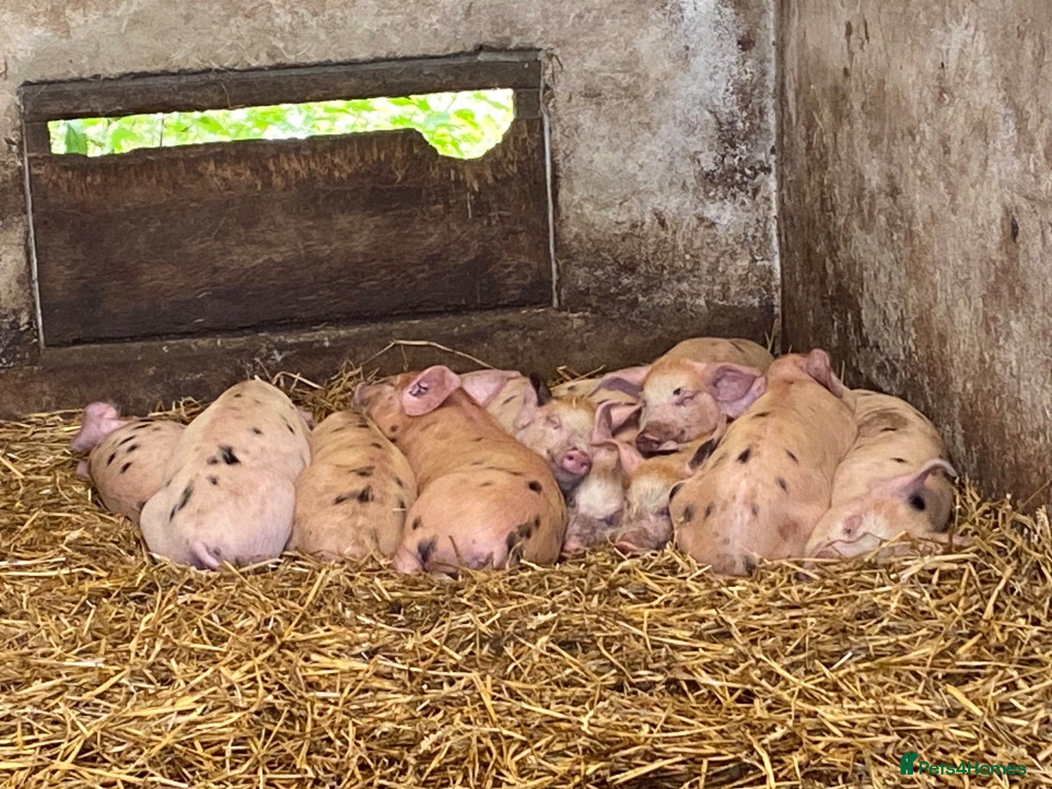 Pig livestock  Tamworth birth notified Weaners and Glos x Tamw  - Advert 5