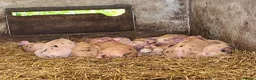 Pig livestock for sale:  Tamworth birth notified Weaners and Glos x Tamw  - Advert 1