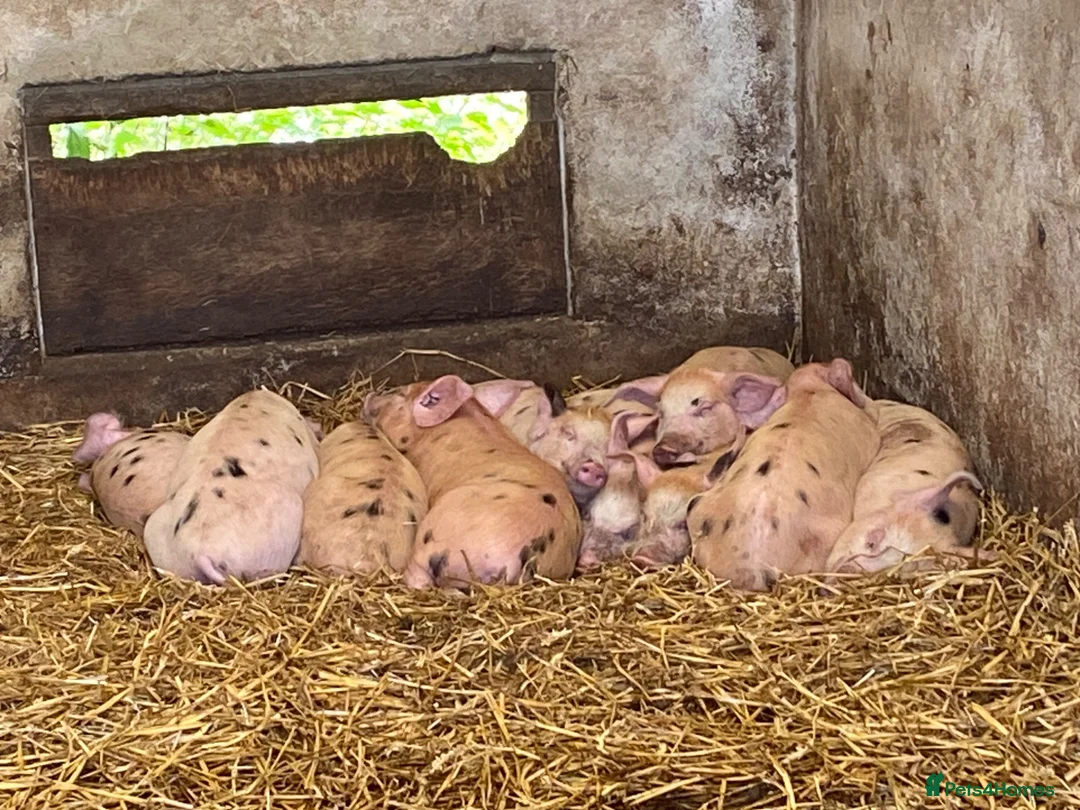 Pig livestock for sale:  Tamworth birth notified Weaners and Glos x Tamw  - Advert 1