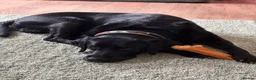 Labrador Retriever dogs for sale: Beautiful 8-Year-Old Labrador  - Advert 11