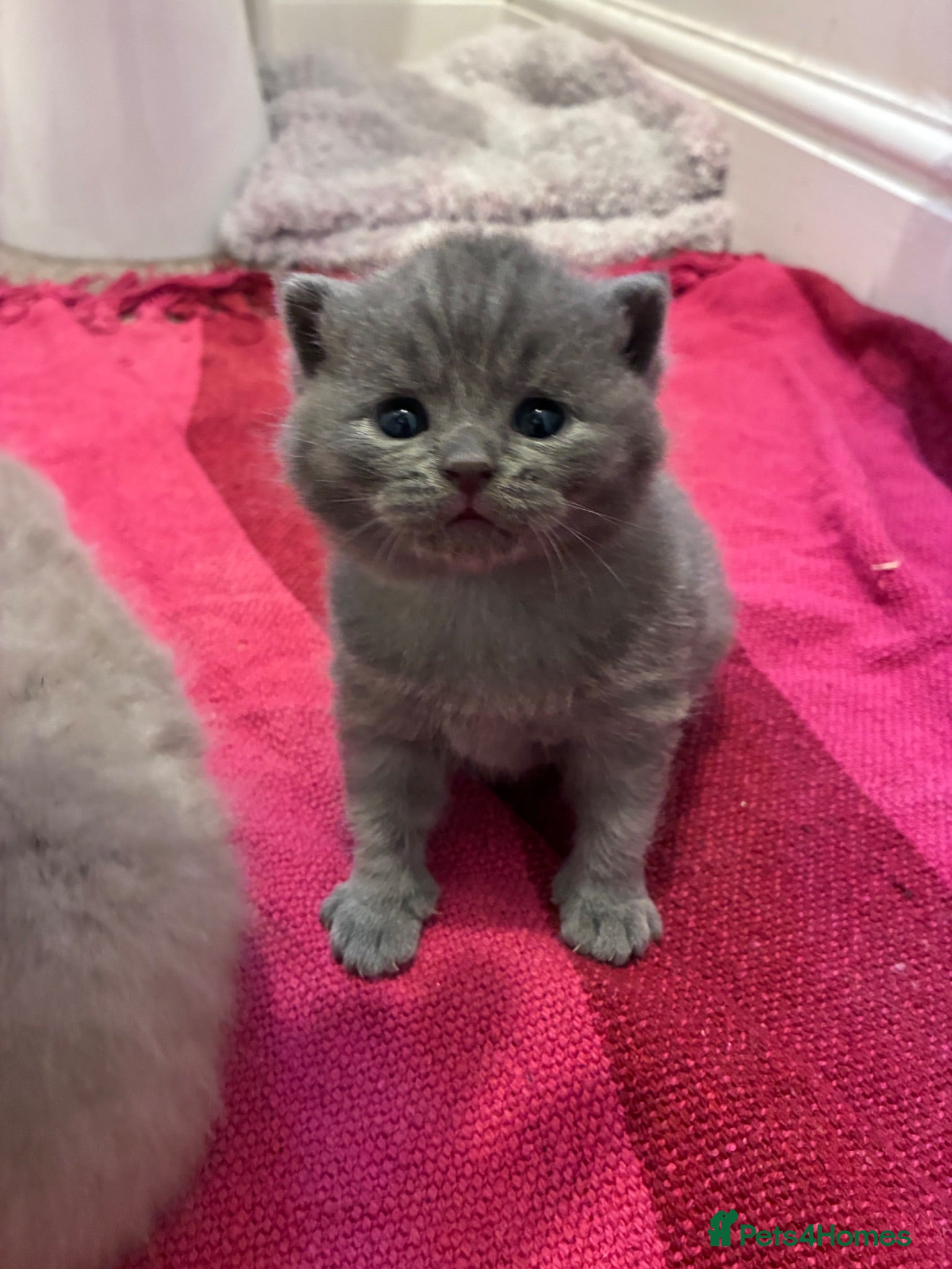 British Shorthair cats British Short Hair Kittens - Advert 3