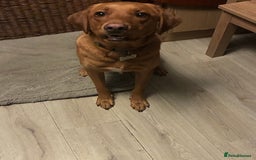 Labrador Retriever dogs for sale: Cosmo  - Image 2