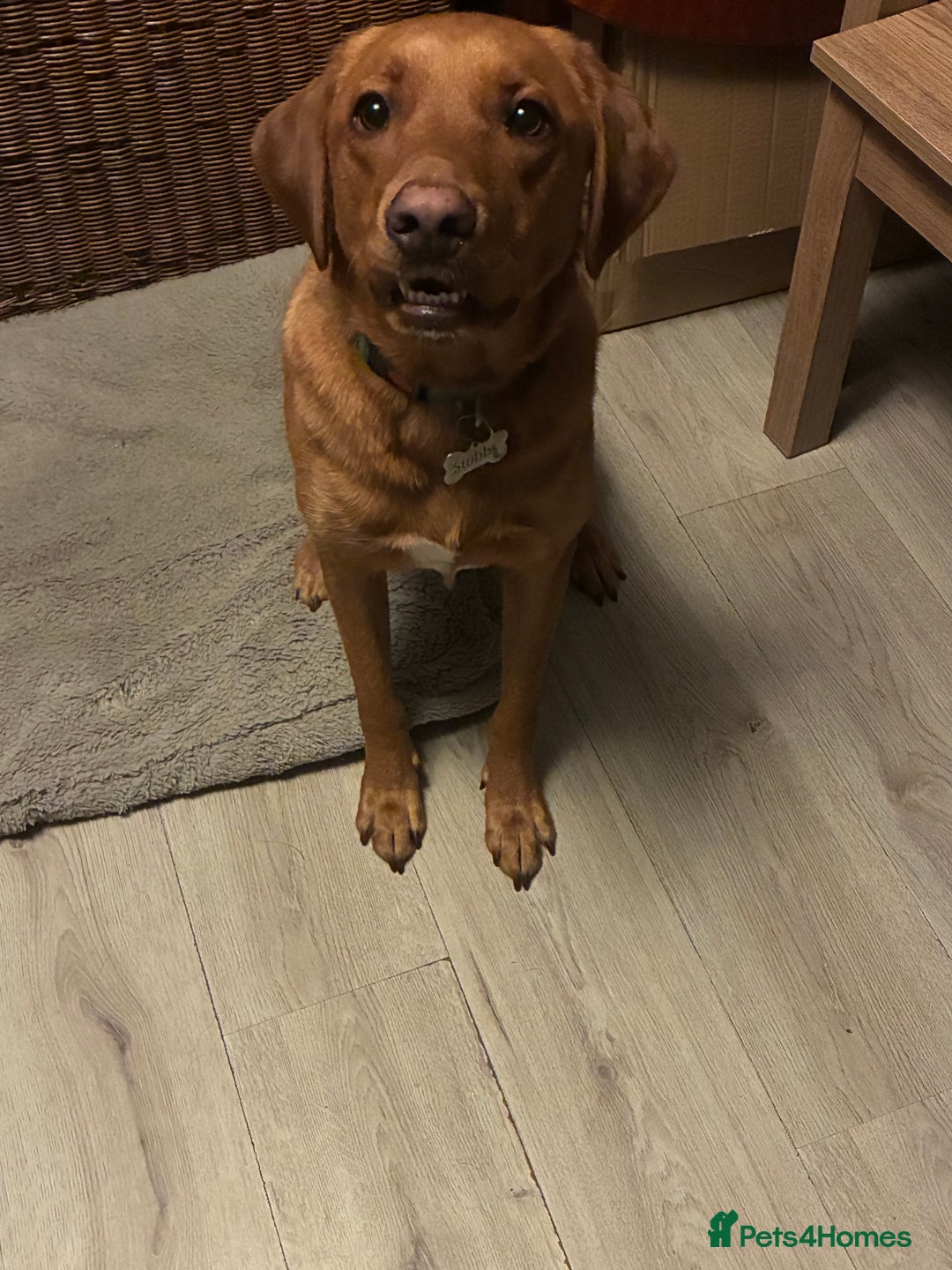 Labrador Retriever dogs for sale: Cosmo  - Image 2