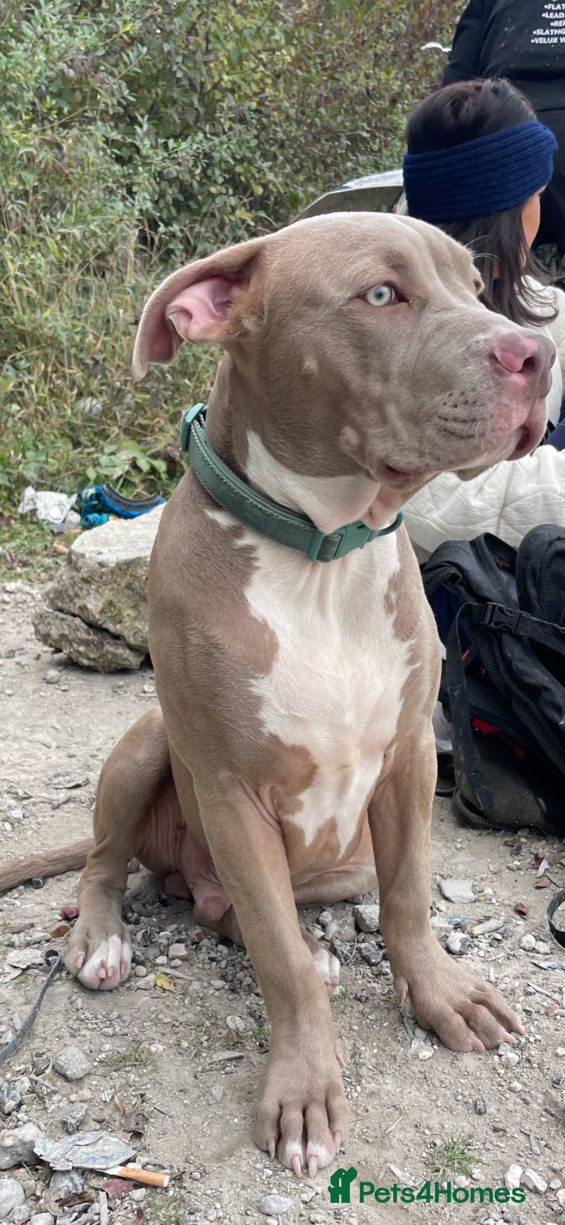 Mixed Breed dogs 9 mo entire male  - Advert 1