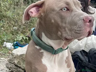 Mixed Breed dogs 9 mo entire male - Advert 1