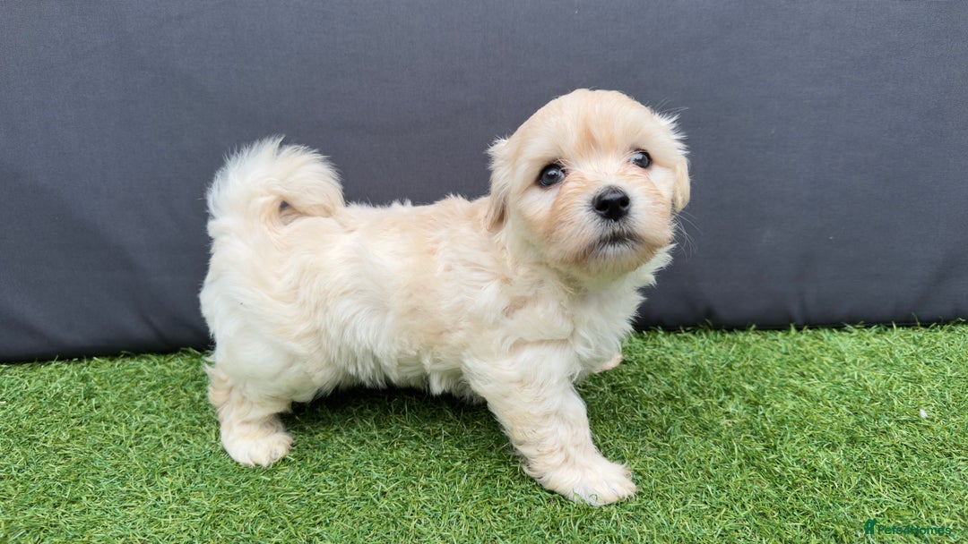 Morkie dogs for sale: Beautiful Maltese x Yorkie puppies  - Image 6