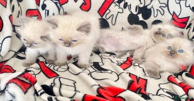 Ragdoll cats - Advert 4