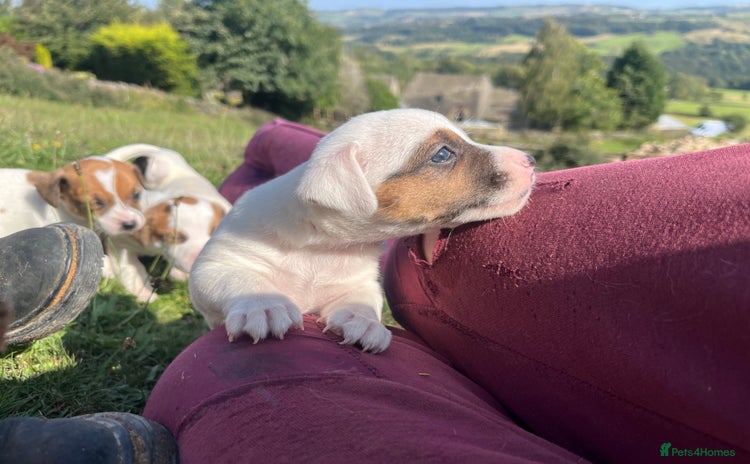 Jack Russell dogs - Advert 2