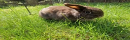 Mini Lop rabbits for sale: 2 mini lops (not neutered) in Scarborough - Advert 5