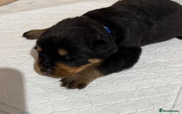 Rottweiler dogs for sale: Rottweiler puppies - Image 15