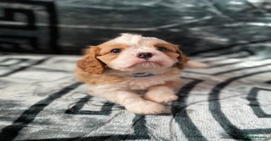 Cavalier King Charles Spaniel dogs - Advert 3