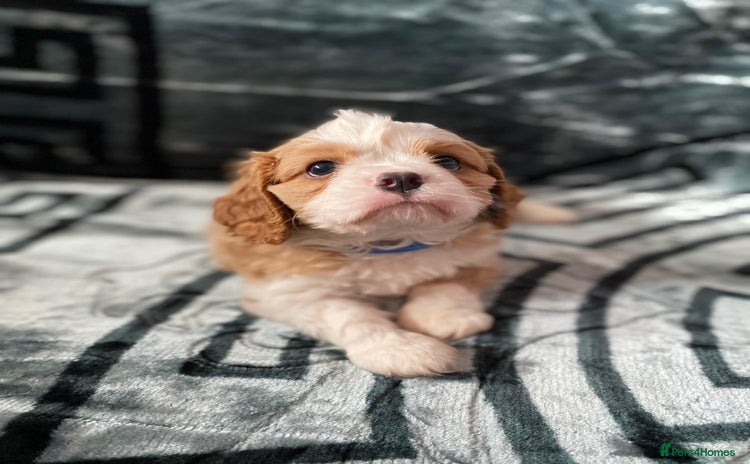 Cavalier King Charles Spaniel dogs - Advert 1
