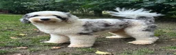 Sheepadoodle dogs for stud: Unique midi sheepadoodle hybrid stud - Advert 3