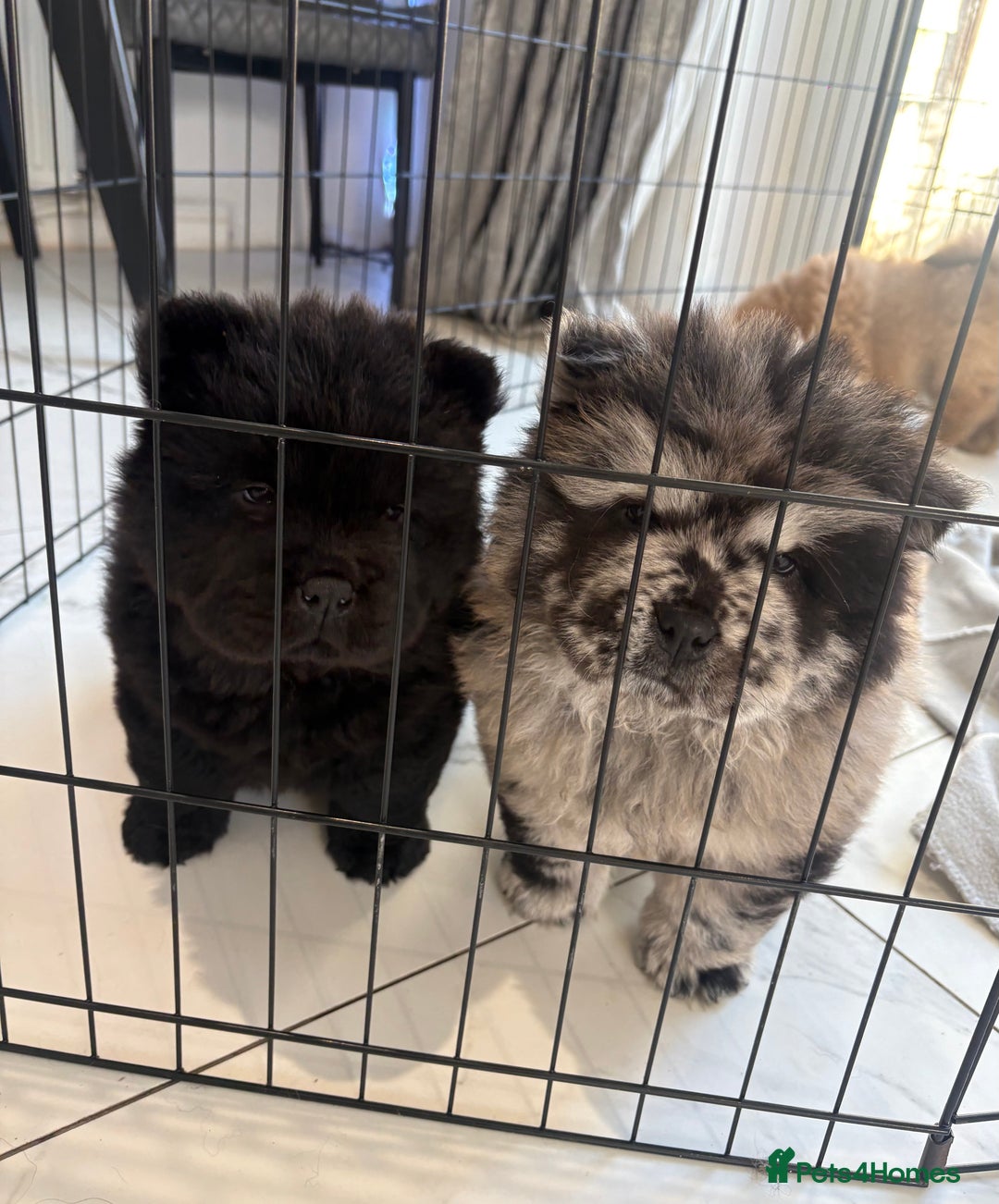 Chow Chow dogs for sale: BLACK GIRL CHOW CHOW - READY NOW!!! - Image 2