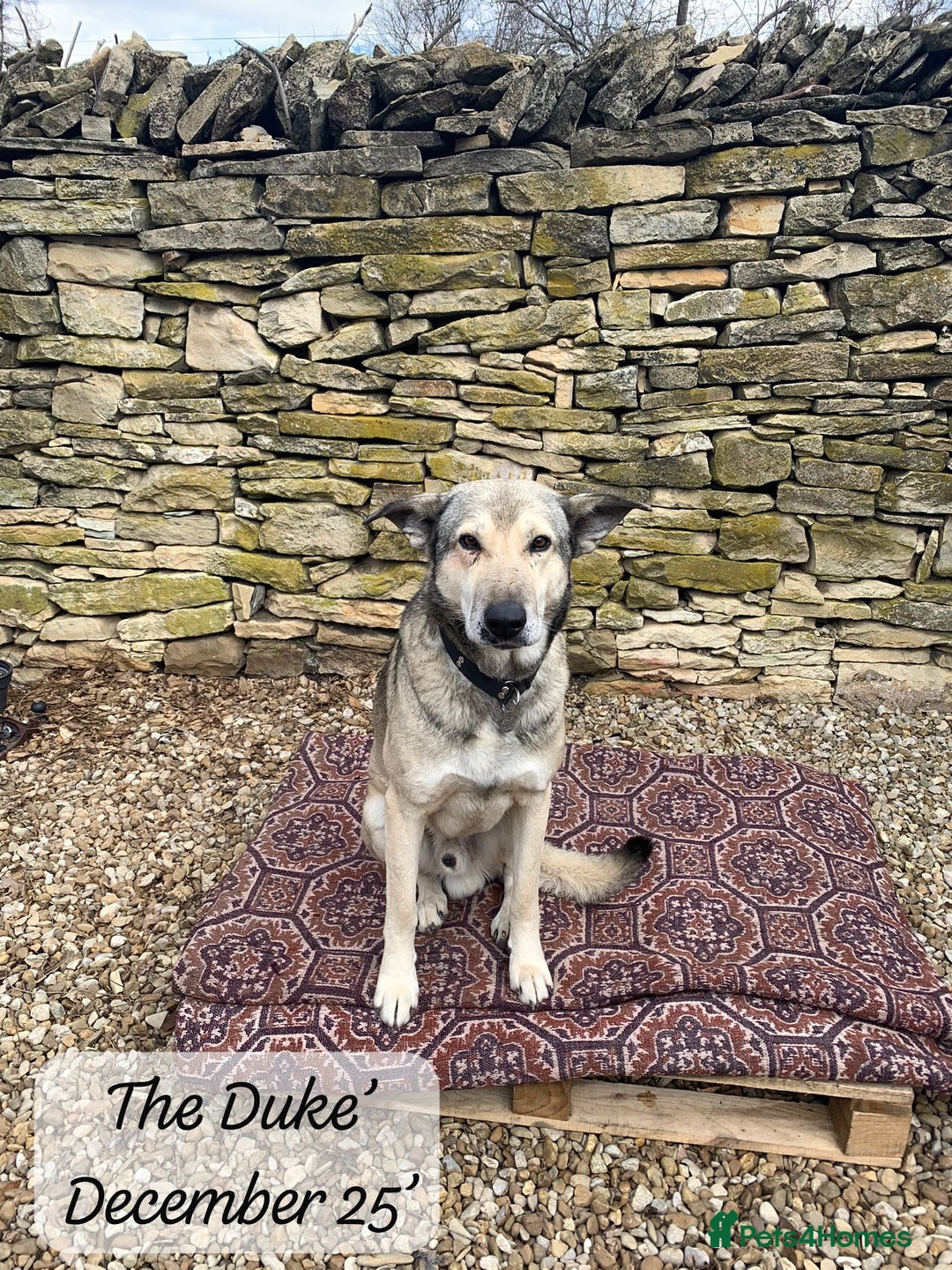Mixed Breed dogs for adoption: The Duke, 8 yrs approx. Available for adoption. - Advert 27