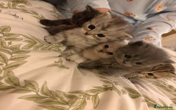 British Shorthair cats for sale: British short hair/persian mother - Image 9