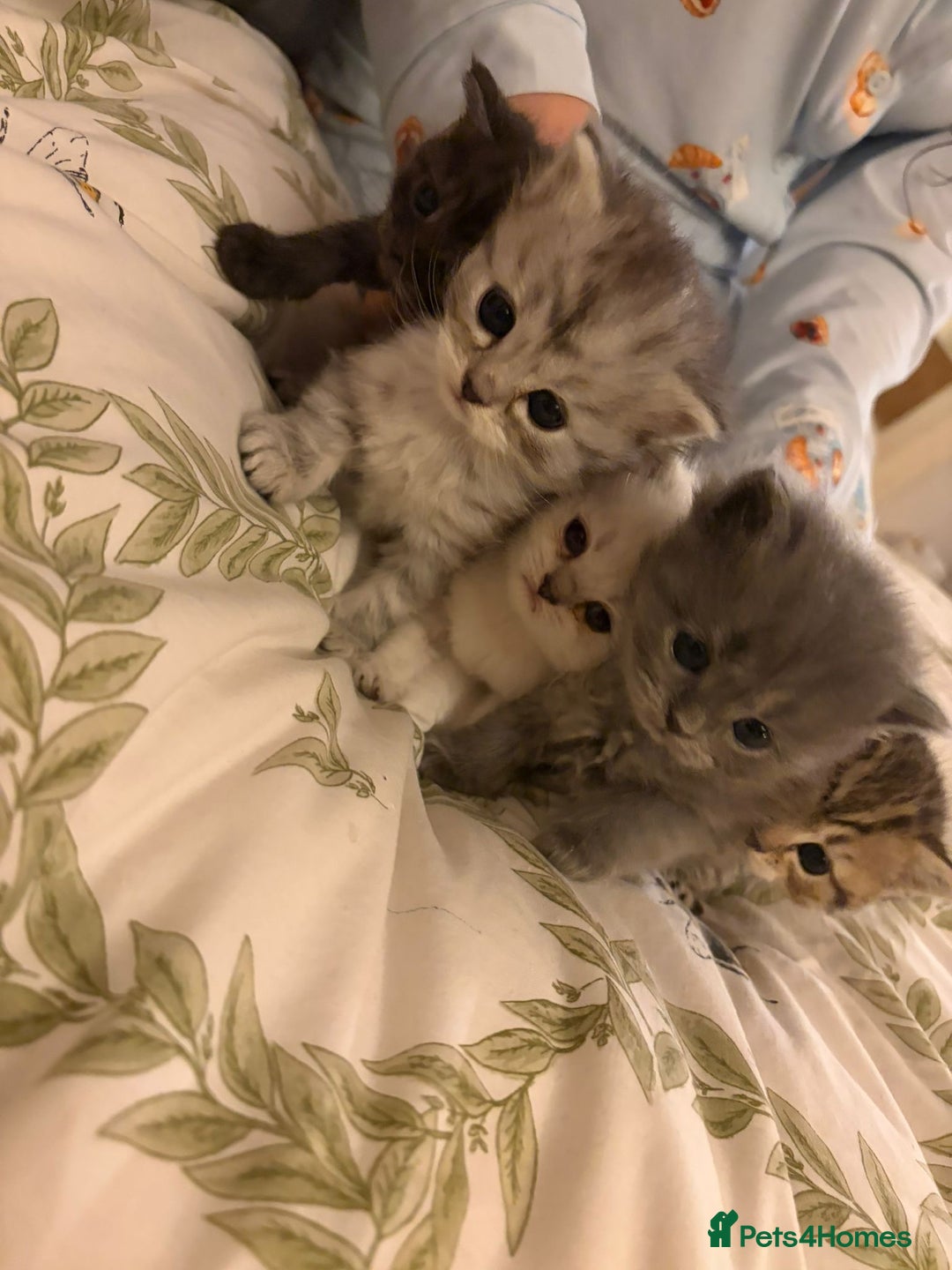 British Shorthair cats for sale: British short hair/persian mother - Image 9