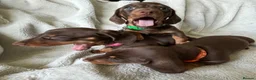 Miniature Dachshund dogs for sale: Beautiful kc miniature dachshund puppies - Advert 4