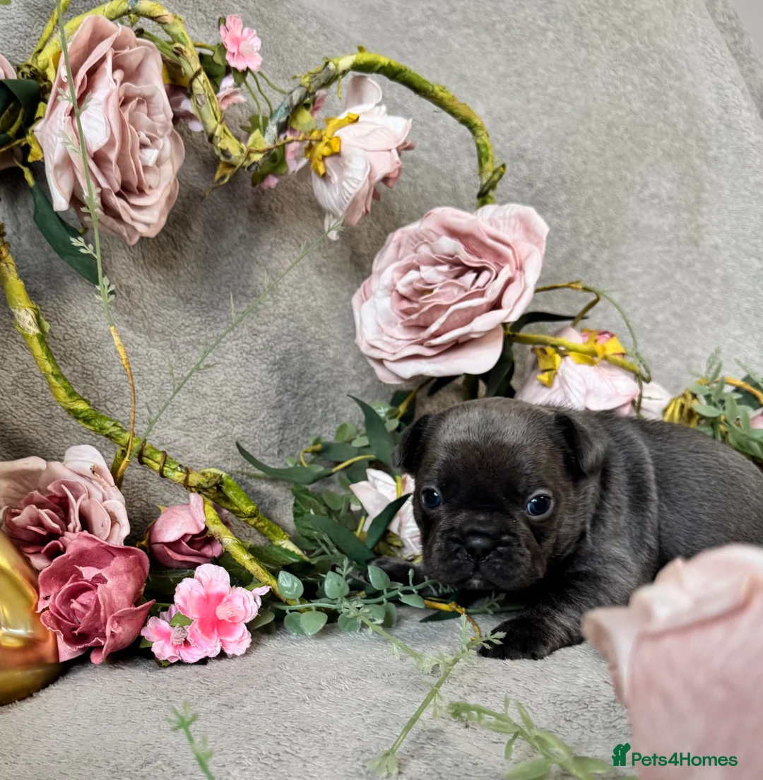 French Bulldog dogs for sale: Beautiful Fluffy Frenchies!  - Advert 2