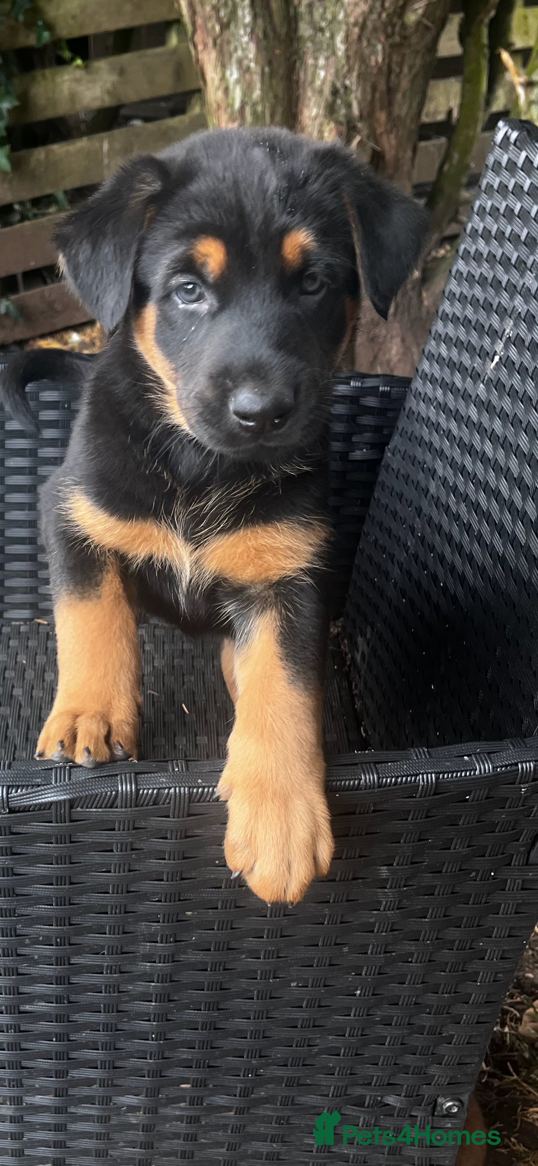 Mixed Breed dogs for sale: Belgian Malinois X Dobermann in Cheltenham - Image 28