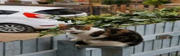 Domestic Shorthair cats for sale: Maisie the cat - Advert 10