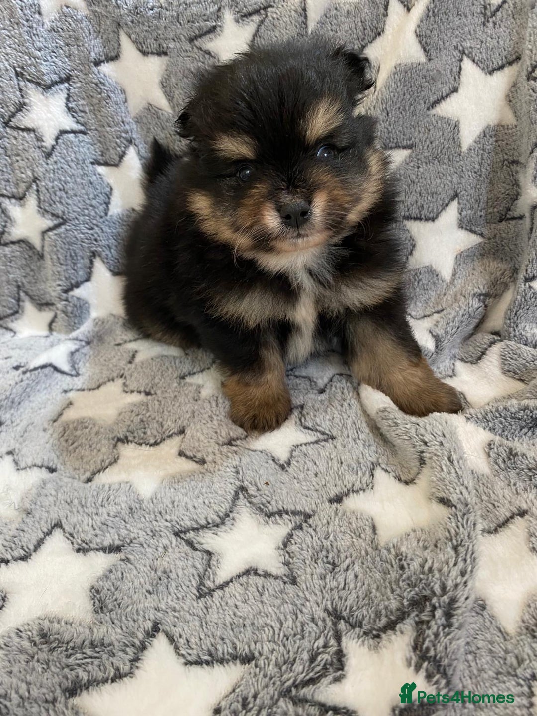 Pomeranian dogs for sale: Pomeranian puppies - Image 6