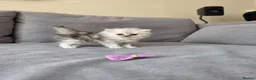 Persian cats for sale: Persian ragdoll / chinchilla kittens - Advert 22