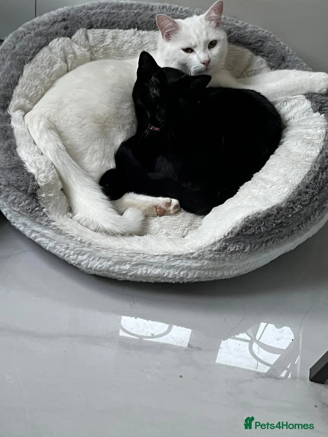 Mixed Breed cats for sale: POPPY - Advert 8