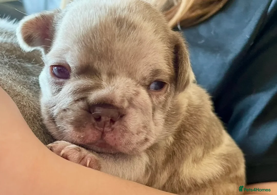 French Bulldog dogs for sale: Lilac girl 💖 Merle boy 💙 french bulldog puppies  - Advert 2