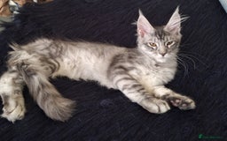 Maine Coon cats for sale: Lintons Pride Maine Coon Kittens. Ready Now - Image 24