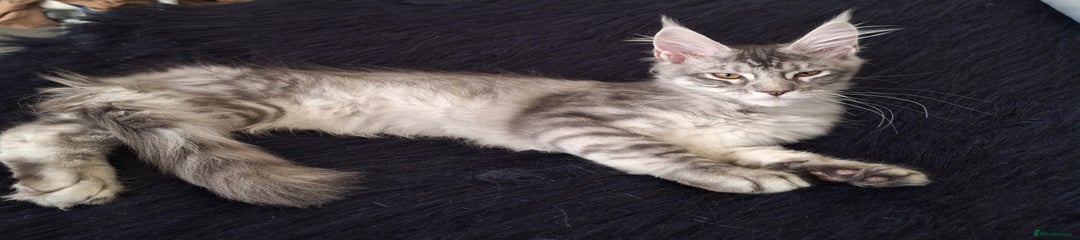 Maine Coon Kitten 1