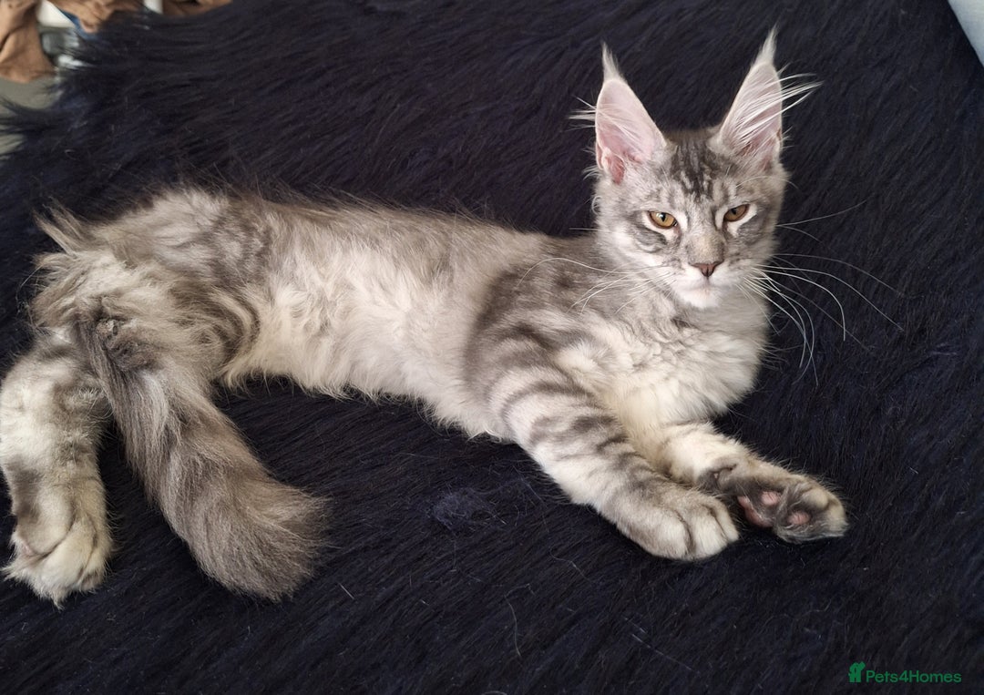 Maine Coon cats for sale: Lintons Pride Maine Coon Kittens. Ready Now - Image 24