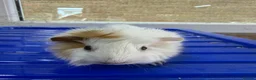 Guinea Pig rodents for sale: Baby guniea pigs ready to be reserved  - Advert 9