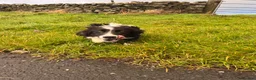 Border Collie dogs for sale: Border collie  - Advert 6