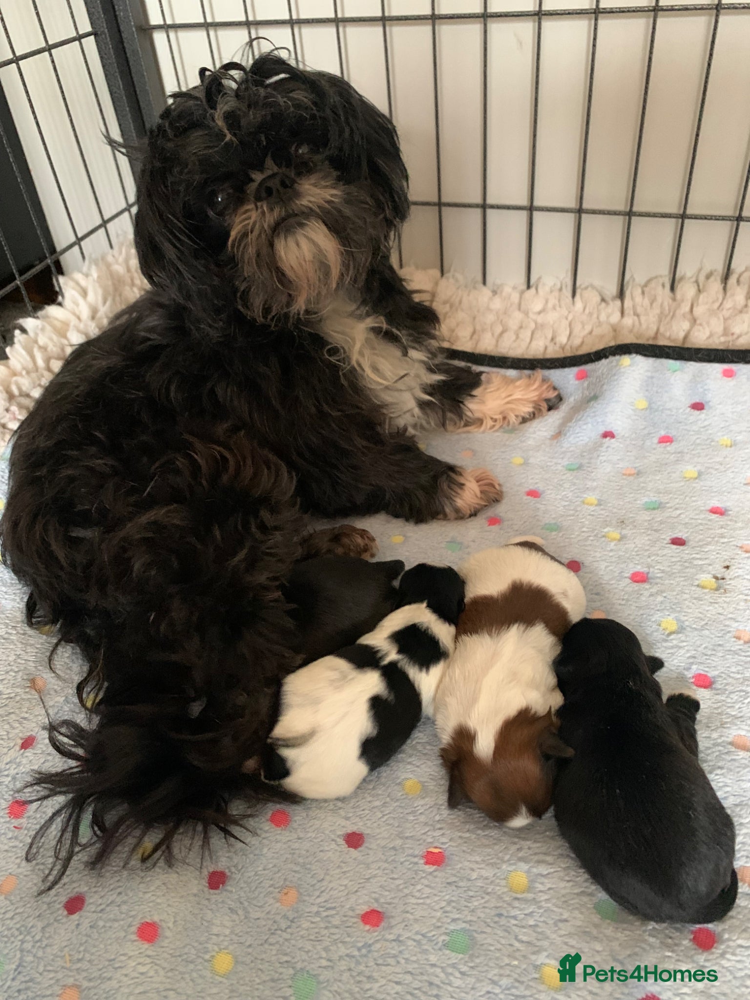 Shih Tzu dogs for sale: Shih Tzu puppies available - Advert 1