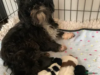 Shih Tzu dogs for sale: Shih Tzu puppies available - Advert 1